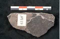 Foto (Detailansicht) von Caulinites otagoicus Ettingshausen (NHMW-GEO-2024-0188-10119)